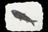 Fossil Fish (Knightia) - Green River Formation #179218-1
